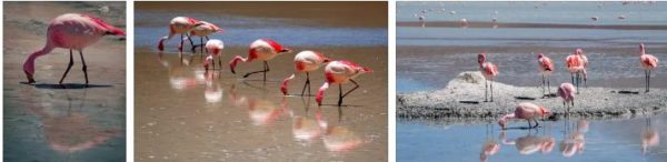 Салар де Уюни – чудото сред солените езера 5 салар де уюни фламинго