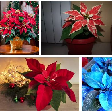 коледна звезда