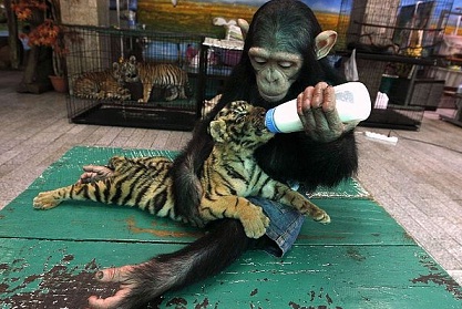 Вижте най-яките СНИМКИ с животни за 2011 година!