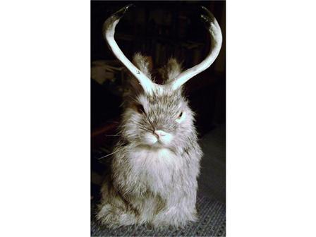 заек с рога