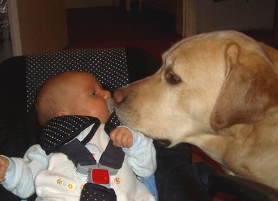 кражба на кучета