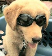 Куче с очила