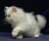 Бяла котка в съня - богатство