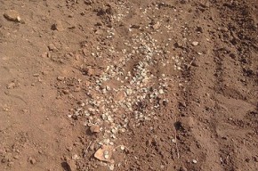 стари монети