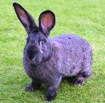 "Белгийски великан"