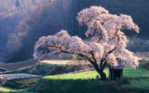 japan nature