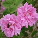 Маслодайната роза дава най-доброто българско розово масло