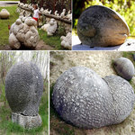 Това е уникалното чудо на природата - живите камъни, които растат и се размножават