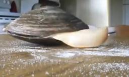 Мида пуска език, за да ближе... сол!?