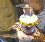 Изцеждат отрова от зъбите на змия