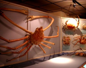 Spider Crab