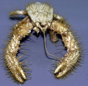 Yeti Crab