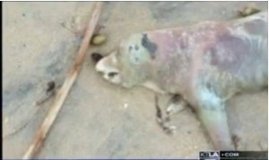 странно същество на брега animal 1