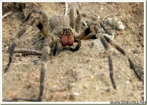 Brazilian wandering spider
