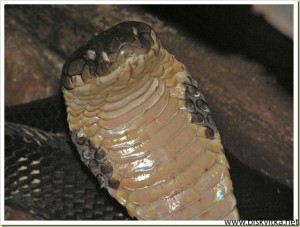 Cobra King
