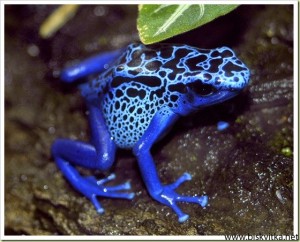 Frog Blue