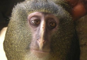Lesula
