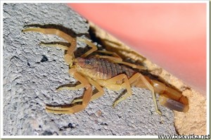 Scorpio