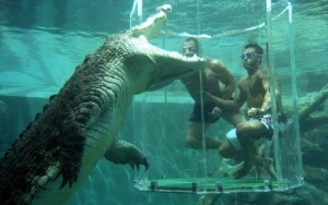 Crocosaurus Cove 1 cove8