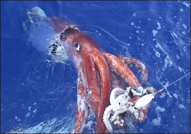 giant squid