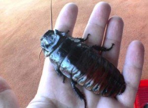 Огромна хлебарка мутант изправи на нокти цял Казанлък