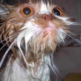 Котка оцеля и в центрофугата на перална машина