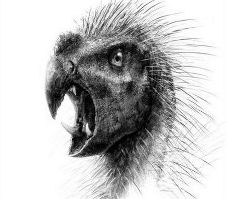 pegomastax africanus