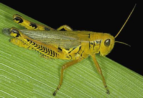 Тази година не е имало скакалци. Това е категоричен признак за настъпването на рая на планетата ни