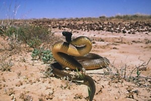 taypan