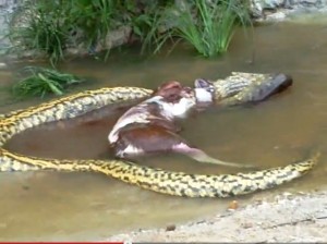 anaconda obed