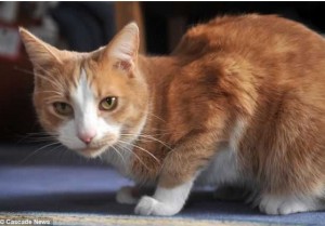 рижавата Бисквитка