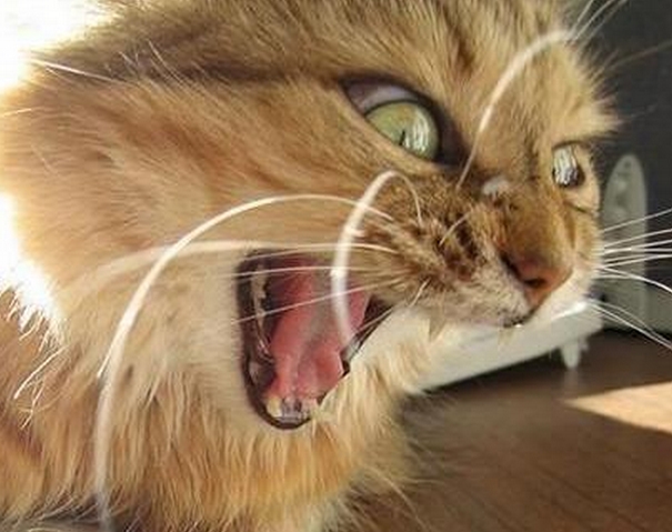 cat 2
