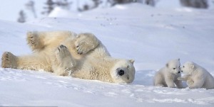 bear 13