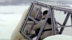 bear 3
