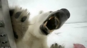 Гладна триметрова бяла мечка опита да изяде фотографа на BBC