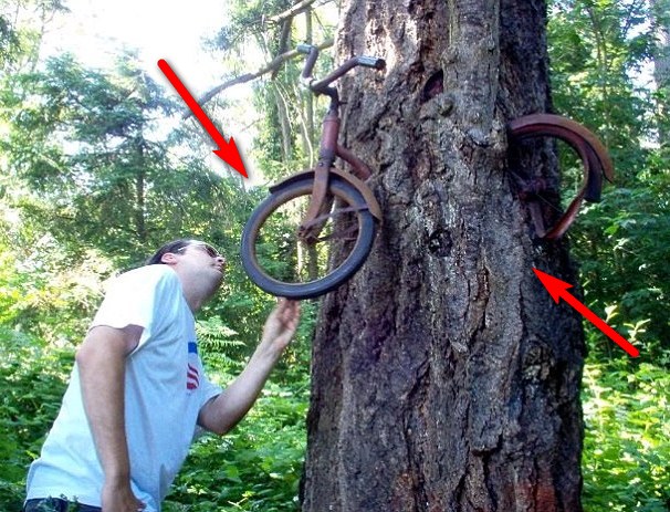 bike in tree 0