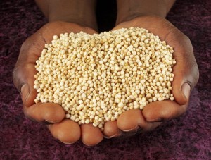 ООН определи 2013-та да е Годината на киноа ООН определи 2013-та да е Годината на киноа