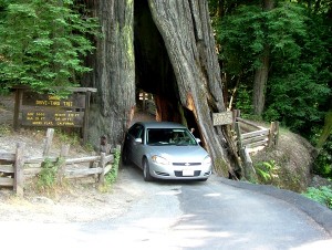 sequoia 16 парк "Секвоя"