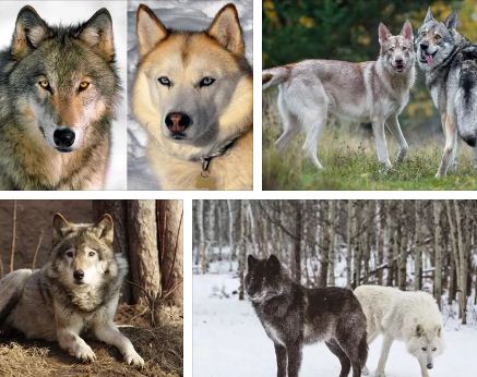 вълк и куче