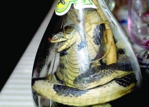 Змиите са и ястие, и лекарство, и напитка