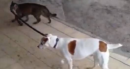 Коте води куче за каишка