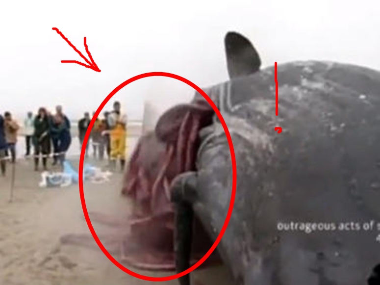 ето какво излиза от тялото на умрял кит