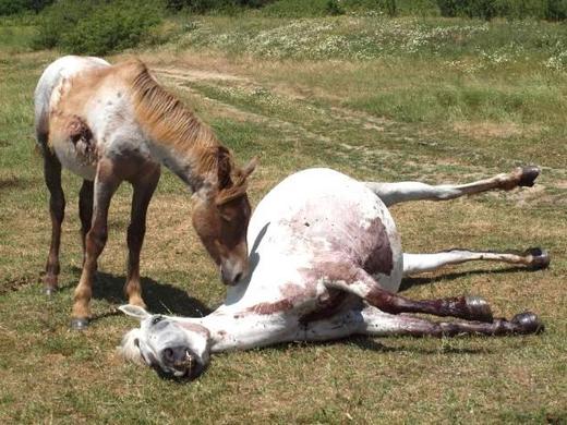 Безумна жестокост потресе Карловско
