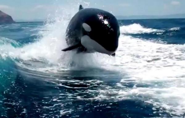 20 косатки цял час преследват мощен катер