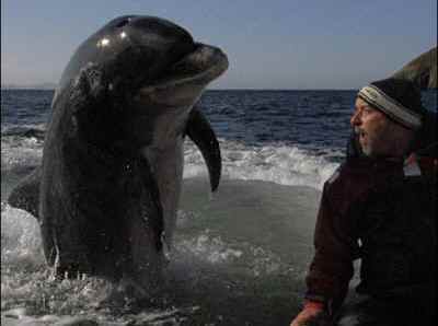 Озверял делфин опита да убие плувкиня