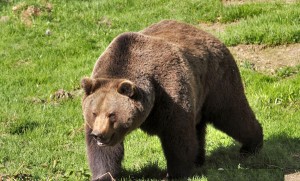 Уникално видео взриви световната мрежа и стана хит! 4 Мечката е любимият герой от приказките