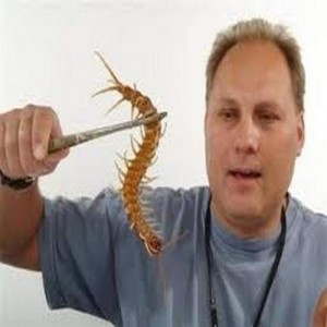 Гигантски стоножки пълзят из България 2 scolopendra