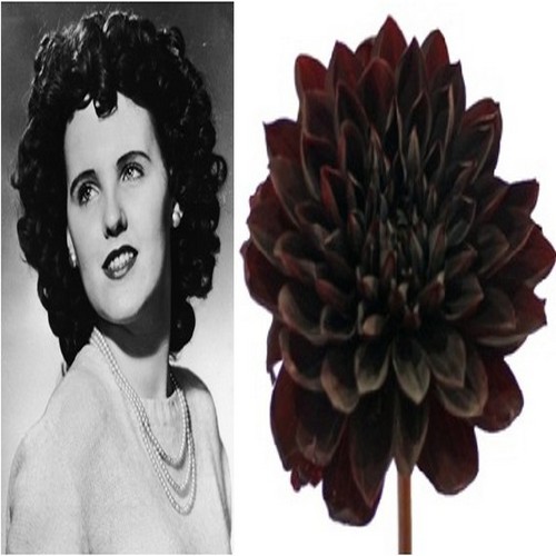 Черната далия