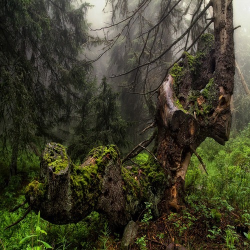 вдън горите тилилейски