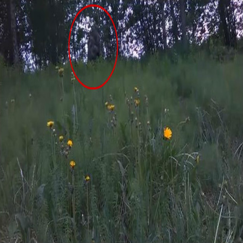 Снежен човек